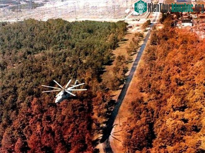 Rừng Đỏ cũng là nơi có chứa hoạt độ phóng xạ cao nhất trong toàn bộ khu vực.
