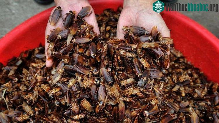 Trang trại nuôi gián đạt được hiệu quả không ngờ nhờ thuật toán trí tuệ nhân tạo (AI).