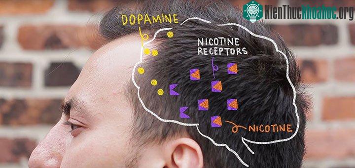 Nicotine khi tới não sẽ ra tín hiệu để não tạo ra chất dopamine, tạo cảm giác sảng khoái.