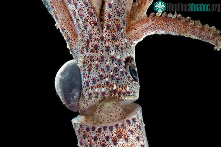 Cá mực Cock-Eyed Squid.