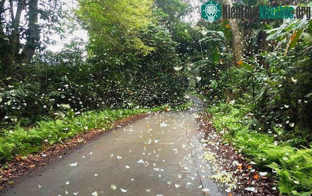 hững con bướm có đủ mọi sắc màu từ trắng cho đến xanh lam, nâu đất, hồng phấn…