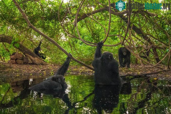 Tổ tiên loài người - người Hominin - có thể tương đồng với loài tinh tinh xavan Fongoli khi sống gần nguồn nước và cơ thể thoát mồ hôi nhiều hơn - (Ảnh: Frans Lanting).