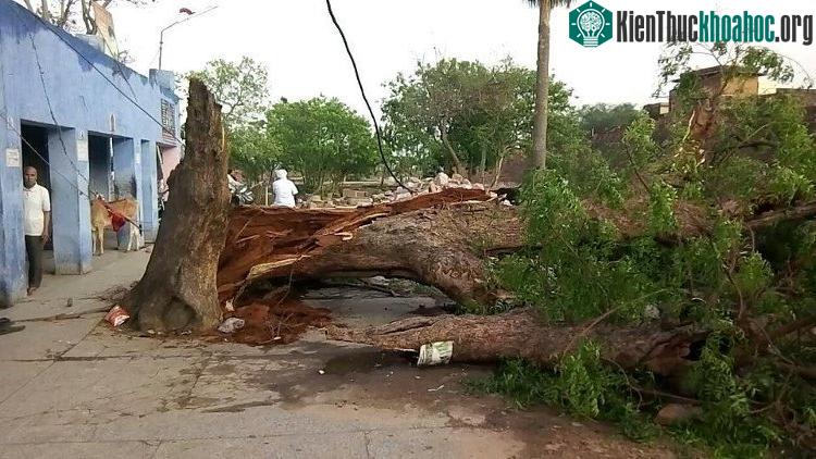 Bão cát quật đổ cây xanh, làm sập nhiều nhà dân.
