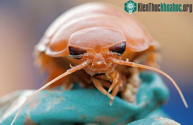 Hai mươi nghìn vi khuẩn đã được tìm thấy ở Challenger Deep. Trong số các loài sinh vật thu thập được bao gồm những động vật đẳng túc (ở trong hình) và 6 loài động vật giáp xác giống tôm, ít nhất mộ...