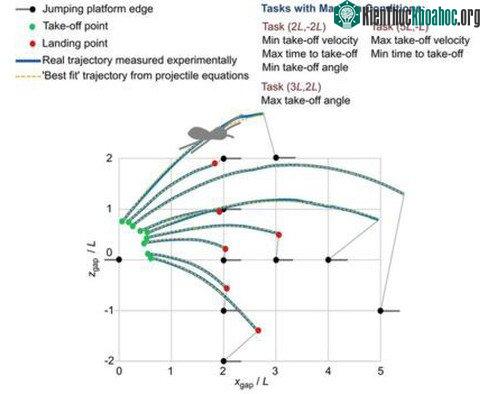 Tùy cự ly, nhện nhảy sẽ chọn những góc "bay" và "lực" bay khác nhau - (Ảnh: Scientific Reports).