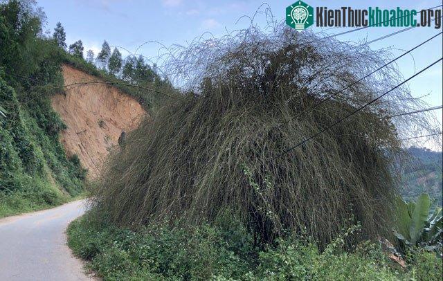 Hoa tre
