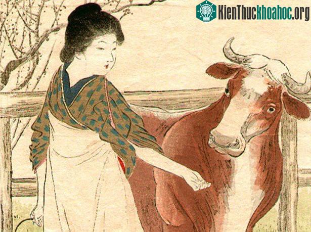 Ăn xong nằm, biến thành con bò