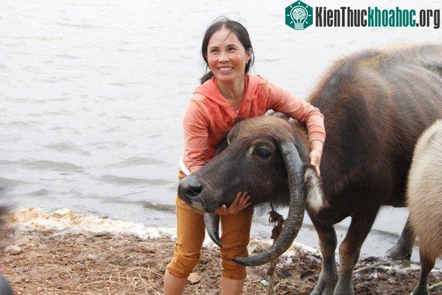 Gia đình bà Hà rất yêu thương con trâu Quắp