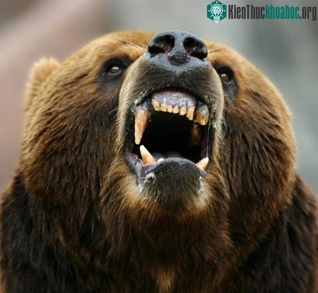 Ghê rợn những vụ động vật khát máu thảm sát con người ảnh 3