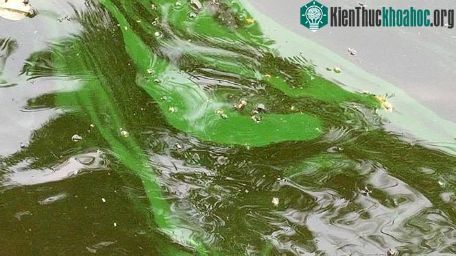 Mọi người ở đây thắc mắc lắm. không hiểu sao sau khi nao vét để làm sạch lòng hồ lại xuất hiện nhiều mảng xanh