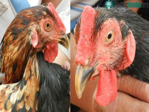 Một bên mặt gà lông đen, có tích thòng giống gà trống, bên mặt còn lại có lông vàng, tích xoăn giống gà mái. (Ảnh Dân Việt).