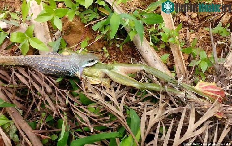 “Tôi chưa từng chứng kiến cảnh tượng như thế này trước đây”, anh Sujith cho biết.
