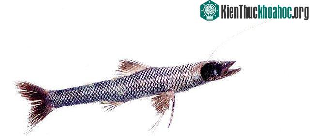 Cá Bathypterois quadrifilis.