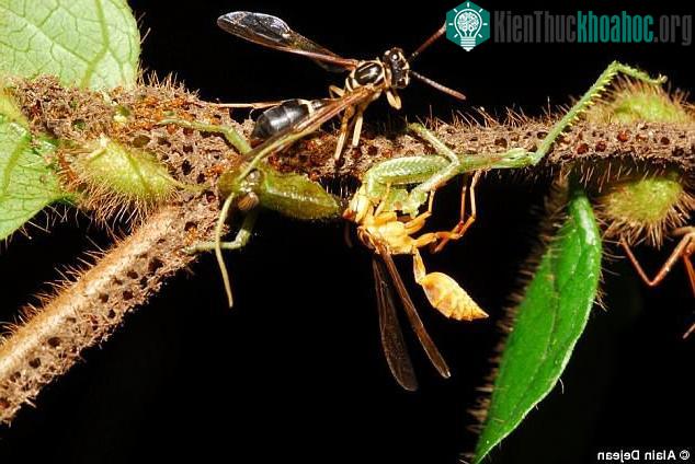 Bẫy của kiến A.brevis đơn giản mà hiệu quả.