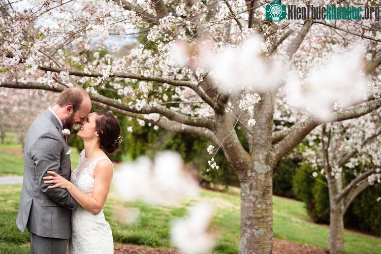 Người dân yêu thích loại cây này và ngày càng nhiều cây anh đào được trồng khắp thành phố.