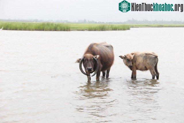 Sừng quắp làm cho trâu yếu thế nhưng nó vẫn bảo vệ con nếu có kẻ thù tấn công.