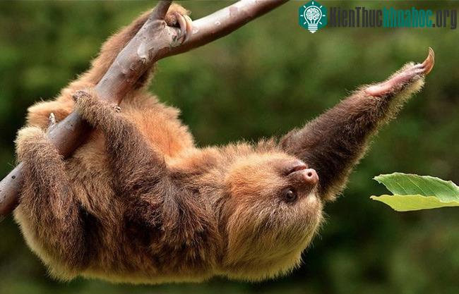 Lười rất lười biếng nên ăn đường nào là thải khí ra đường đó luôn?!