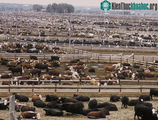 Tạo hóa đã sinh ra những loài động vật ăn thịt, và chúng không làm nguy hiểm gì đến sự tồn tại của hành tinh.