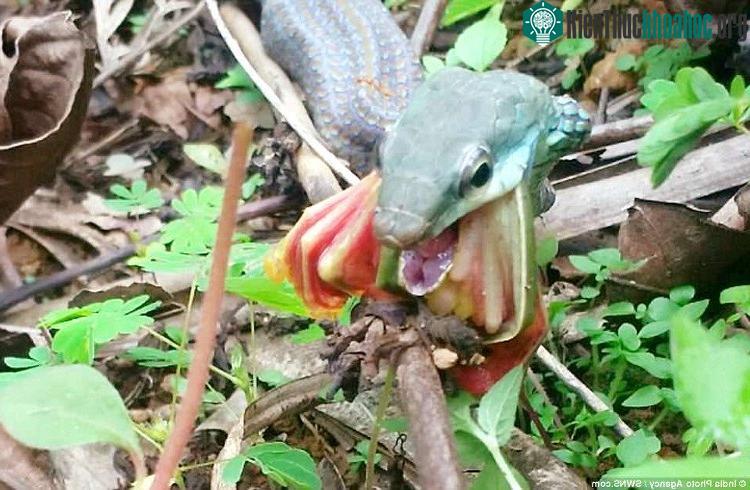 Sau một hồi cố gắng hết sức, con rắn cuối cùng cũng nuốt được con mồi khổng lồ vào trong bụng.