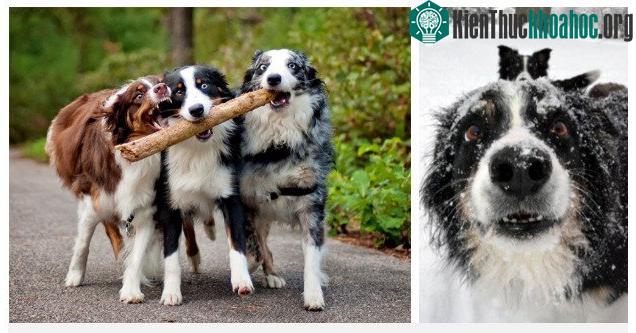 Chó Collie biên giới (trái) và chó chăn cừu Úc (phải) là những