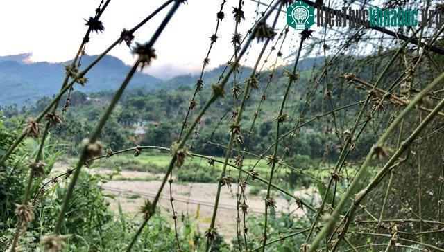 Hoa tre
