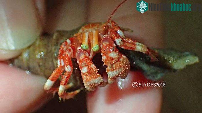 Trong ảnh là một loài tôm ở nhờ vỏ ốc có đôi mắt màu xanh ngọc, dài 3cm