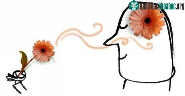 Giác quan gắn liền với trí nhớ