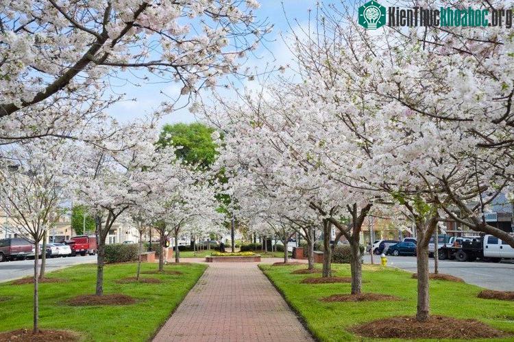 Ngày nay, Macon có khoảng 350.000 cây anh đào Yoshino và các giống anh đào khác