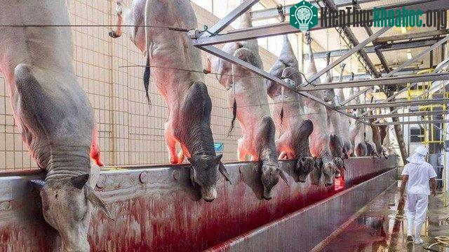 Chúng ta đã buộc phải sử dụng phương thức sản xuất thịt hàng loạt để nuôi sống chính mình.