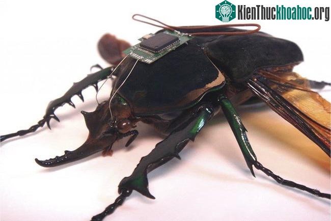 Bọ gián điệp thí nghiệm trong chương trình HI-MEMS.