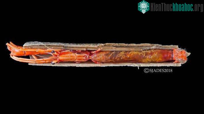 Một loài tôm ở nhờ có kích thước từ 12-15cm, được tìm thấy ở độ sâu 370