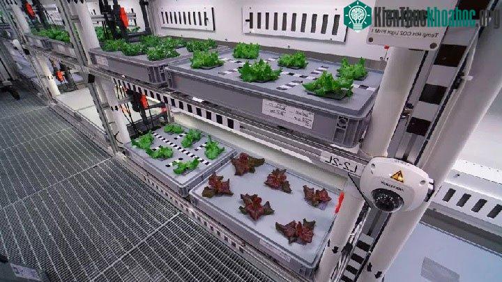 Cây xà lách mới trồng.