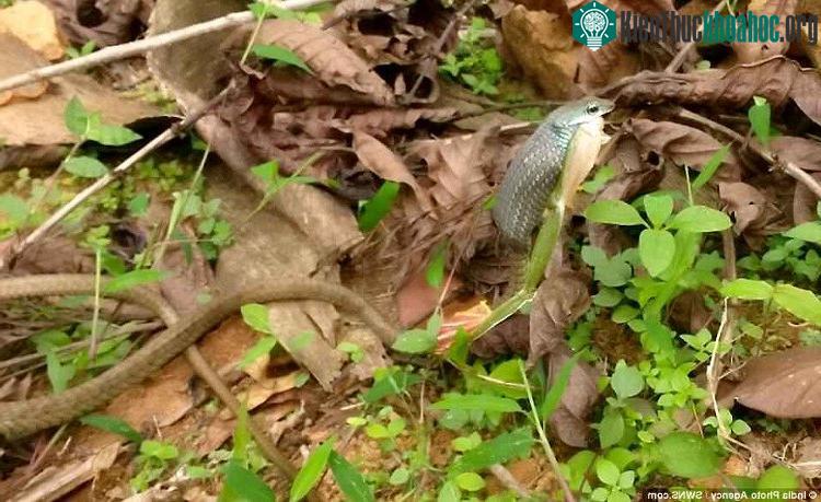 Loài rắn leo cây cũng thường săn chim và tắc kè.