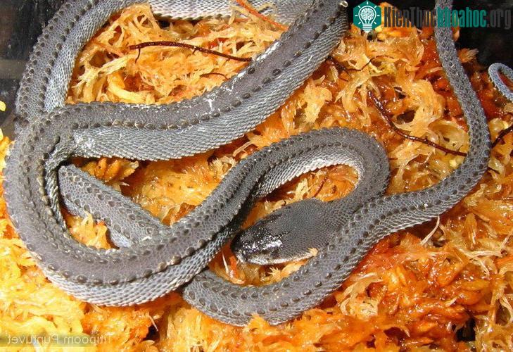 Rắn rồng cái đẻ trứng vào mùa mưa từ tháng 10 đến tháng 2