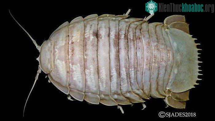 Còn đây là loài gián biển khổng lồ Bathynomus, với kích thước 30cm, được tìm thấy ở độ sâu 1.300m