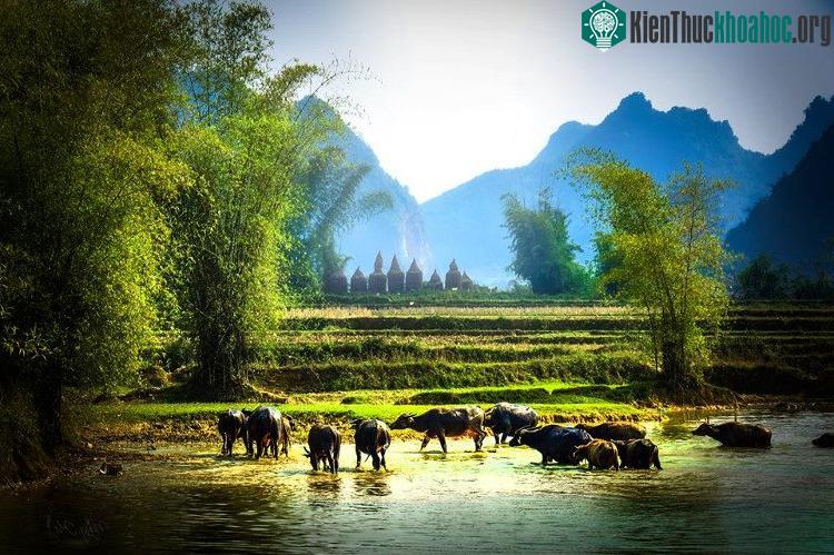 Trong nắng vàng, đàn trâu no tròn rủ nhau tắm mát dưới dòng nước.