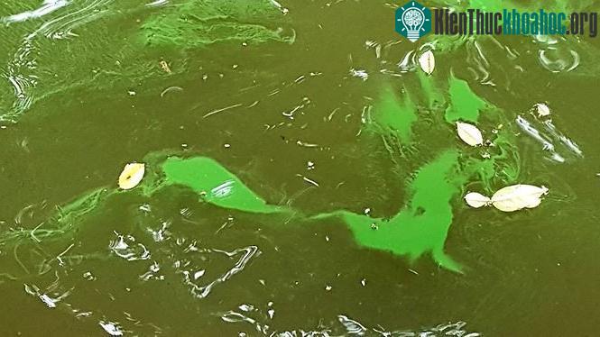 Vài tháng trước, Hà Nội đã chi gần 30 tỷ đồng để cải tạo, nạo vét và làm sạch môi trường lòng hồ.