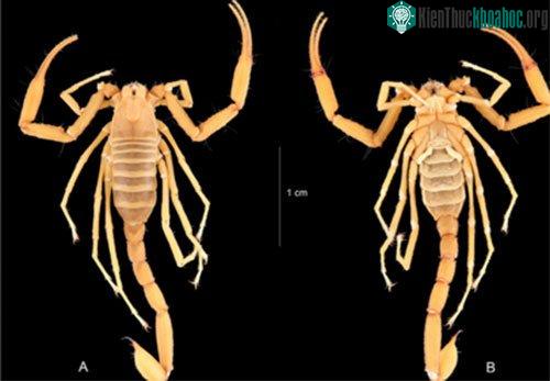Trong ảnh là bọ cạp Vietbocap aurantiacus sp.nov