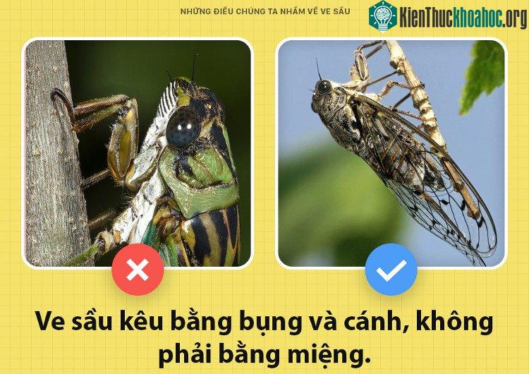 Ve sầu kêu bằng bụng và cánh