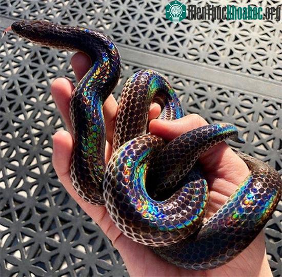 Rắn hổ hành có nhiều ở Việt Nam.