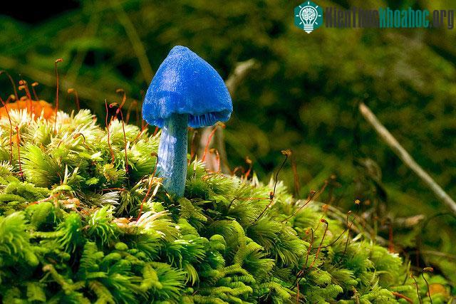 Nấm Entoloma hochstetteri.
