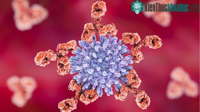 Vaccine chống HIV trên người sẽ được thử nghiệm sẽ bắt đầu vào đầu năm 2019.