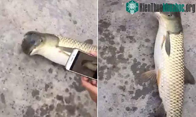 Chú cá có chiếc đầu giống chim?