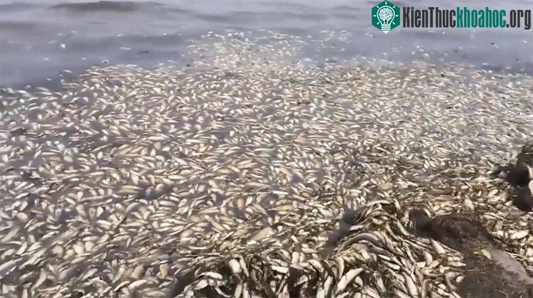 Xác cá trích Thái Bình Dương dạt vào bờ biển thuộc vịnh Piltun trên đảo Sakhalin, Nga.