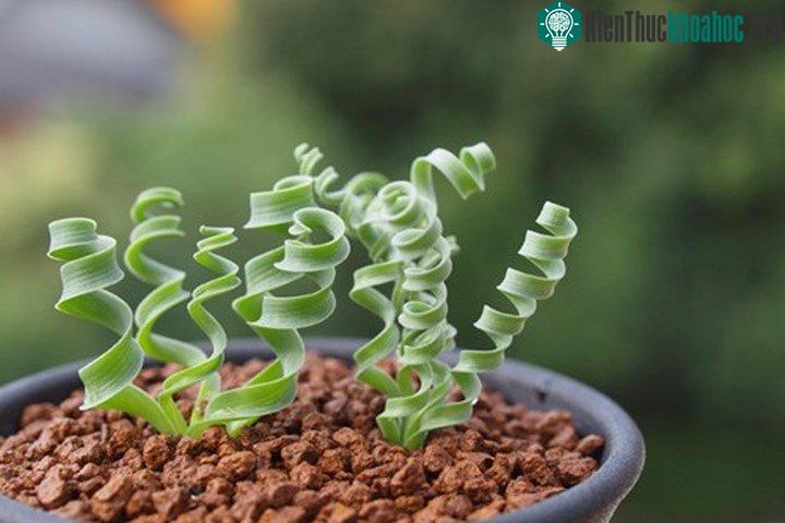 Cỏ xoắn ốc nở vào cuối mùa xuân và đầu mùa hè.
