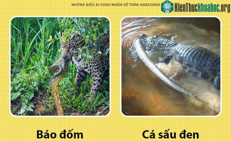 Đối thủ của đáng gờm của trăn Anacoda.