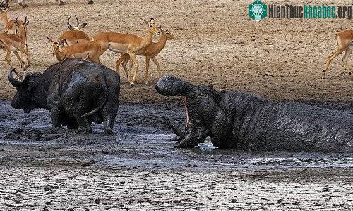 Hà mã ngoác miệng thị uy nhằm đuổi trâu rừng khỏi vũng nước. (Ảnh: Latest Sightings).
