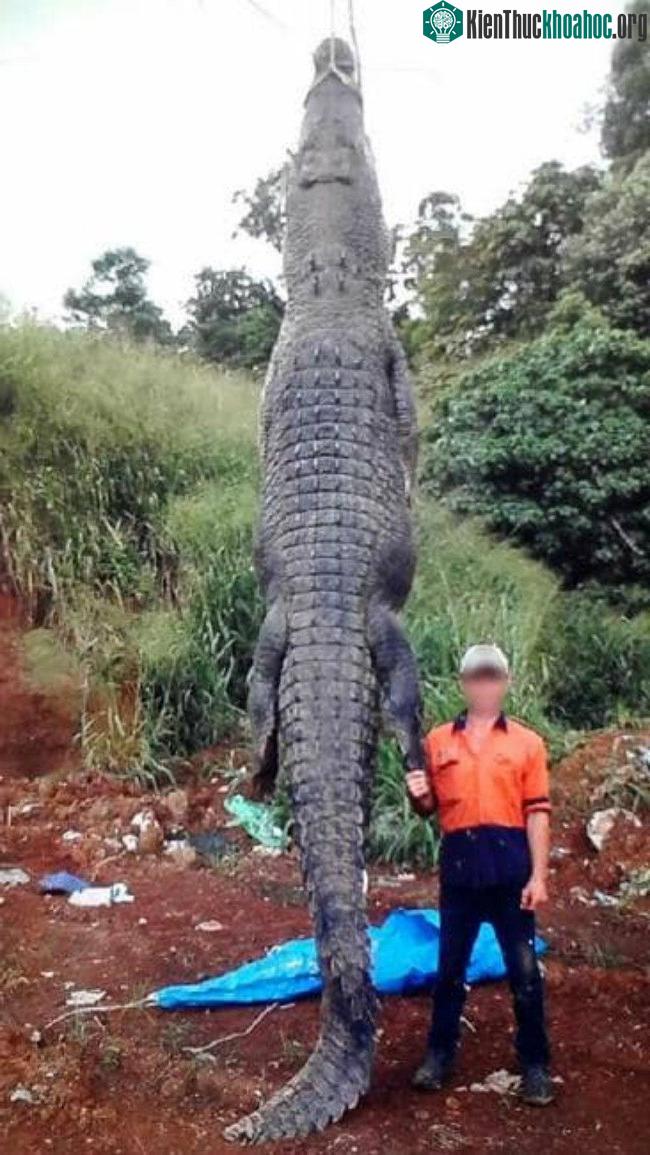 Con cá sấu dài tới 4m.