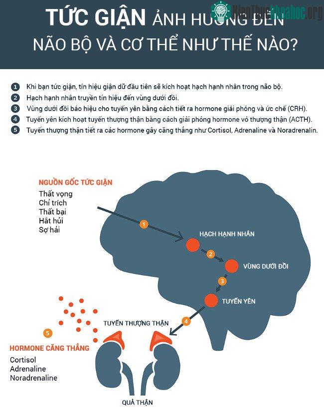 Khi tức giận, tuyến thượng thận tiết ra hormone gây căng thẳng.