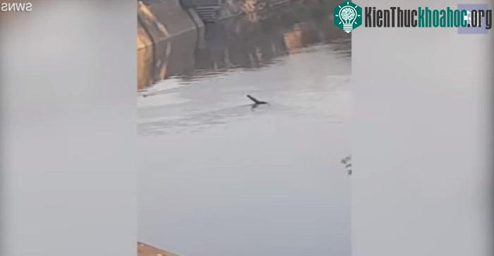 Sinh vật giống quái vật hồ Loch Ness ở sông Severn.